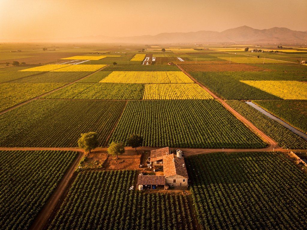 Campo agrícola mexicano visto desde altura con cultivos ordenados
